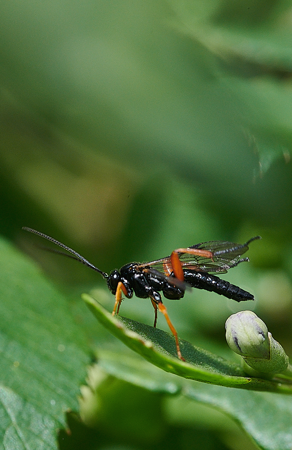 WeybourneIchneumon270821-3 2