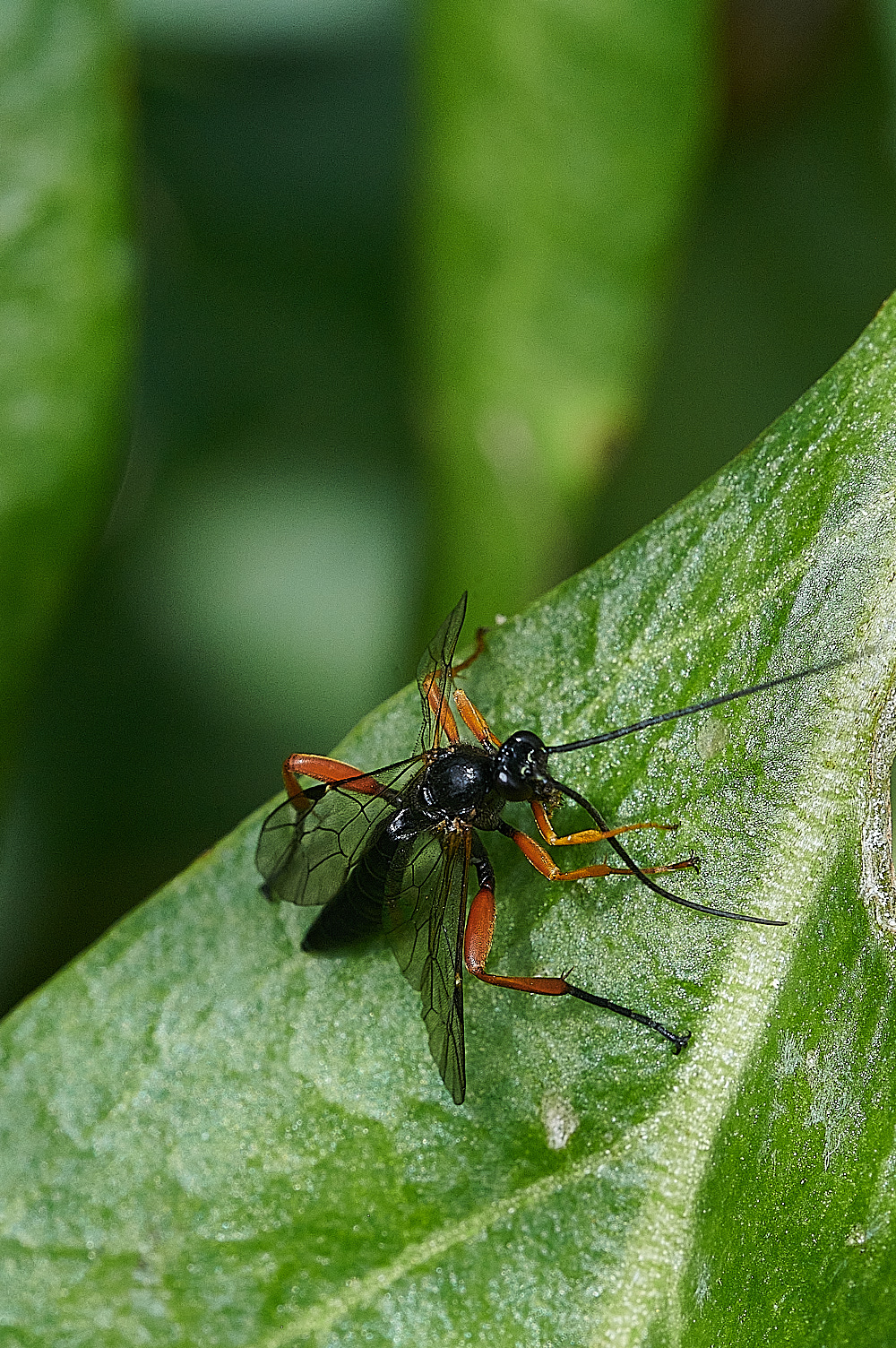 WeybourneIchneumon270821-7 3