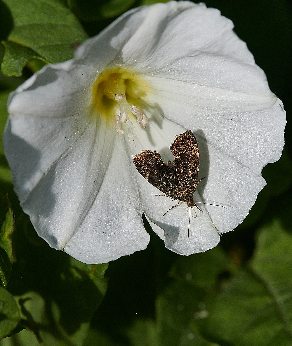 WeybourneMoth270821-1 1