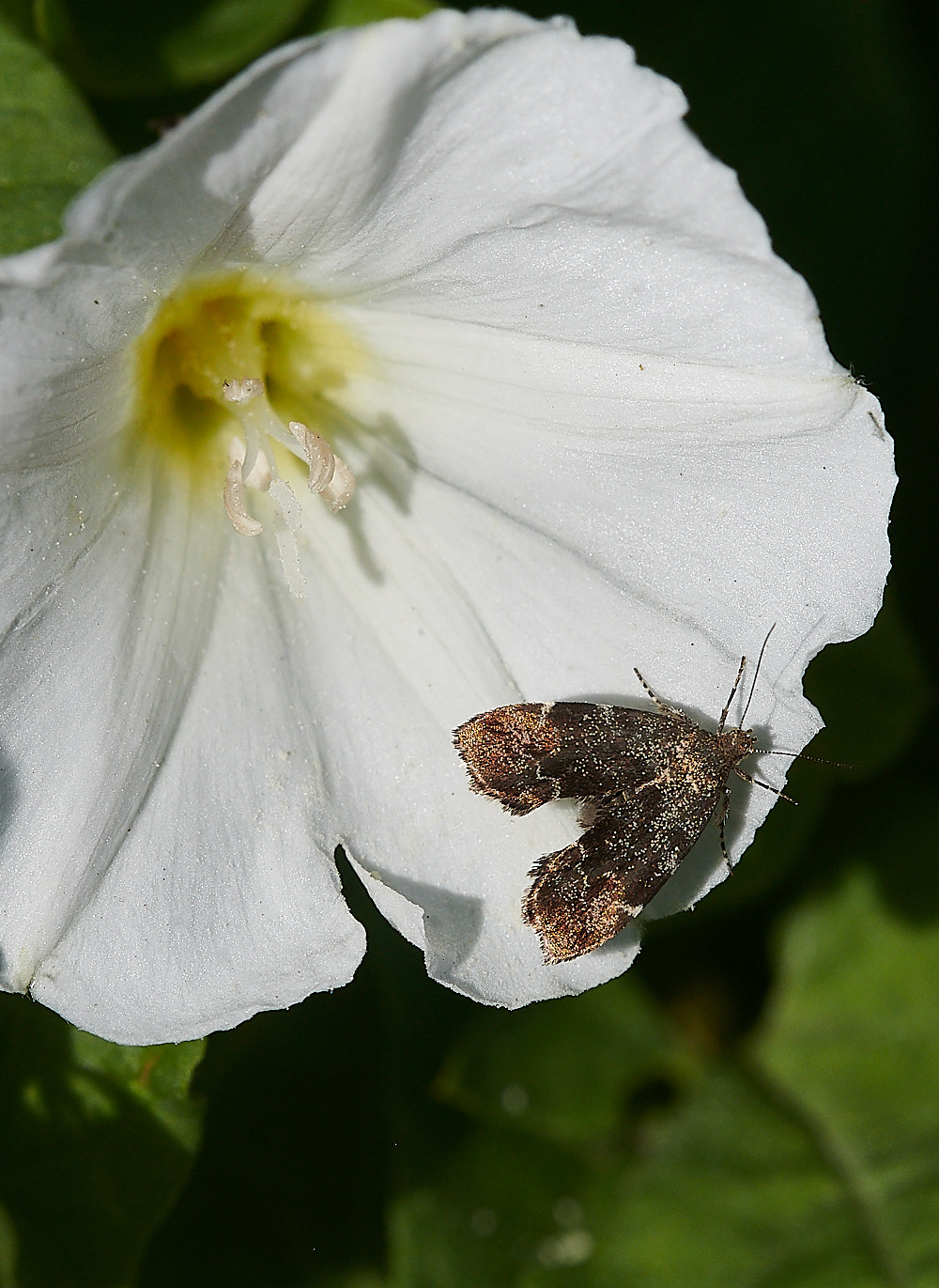 WeybourneMoth270821-2 1