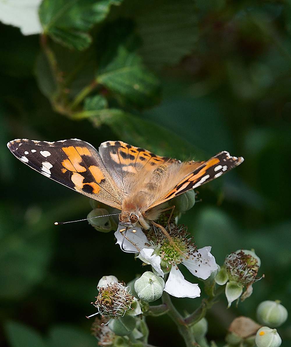 WeybournePaintedLady270821-1