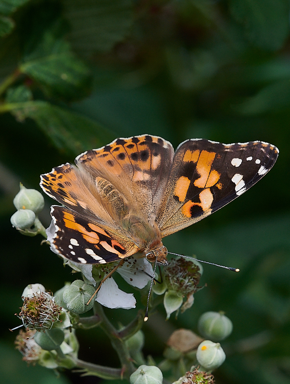 WeybournePaintedLady270821-2