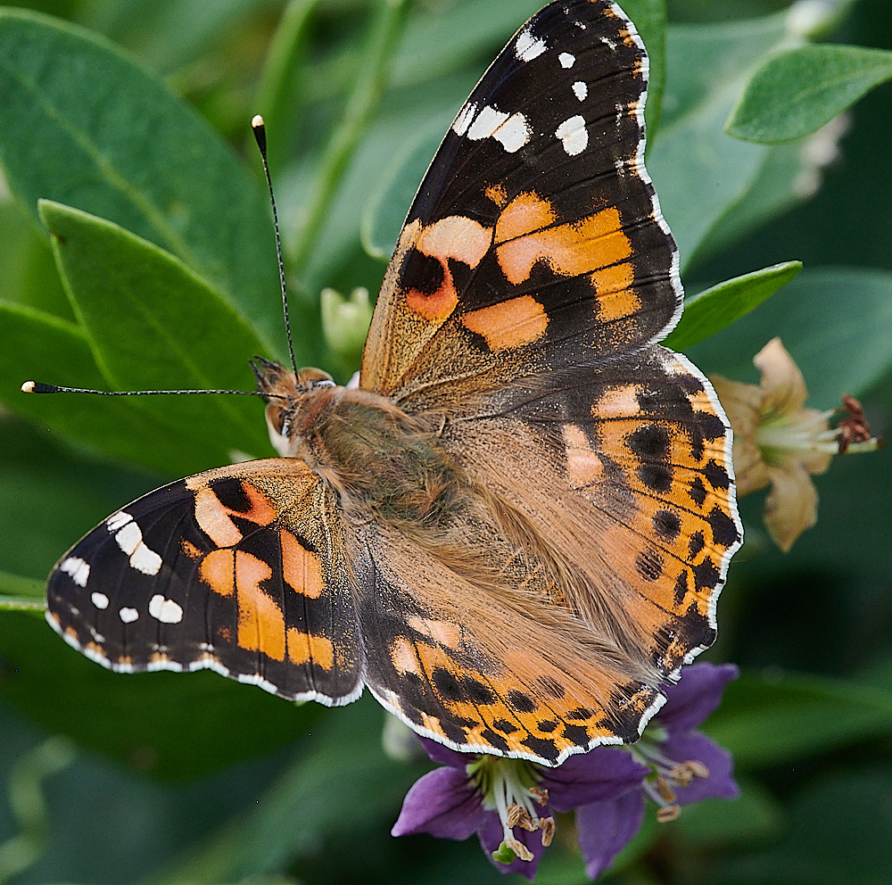 WeybournePaintedLady270821-3