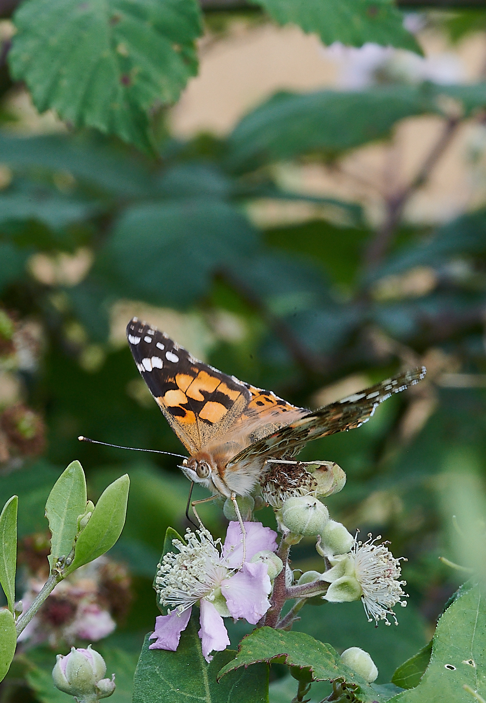 WeybournePaintedLady280721-1