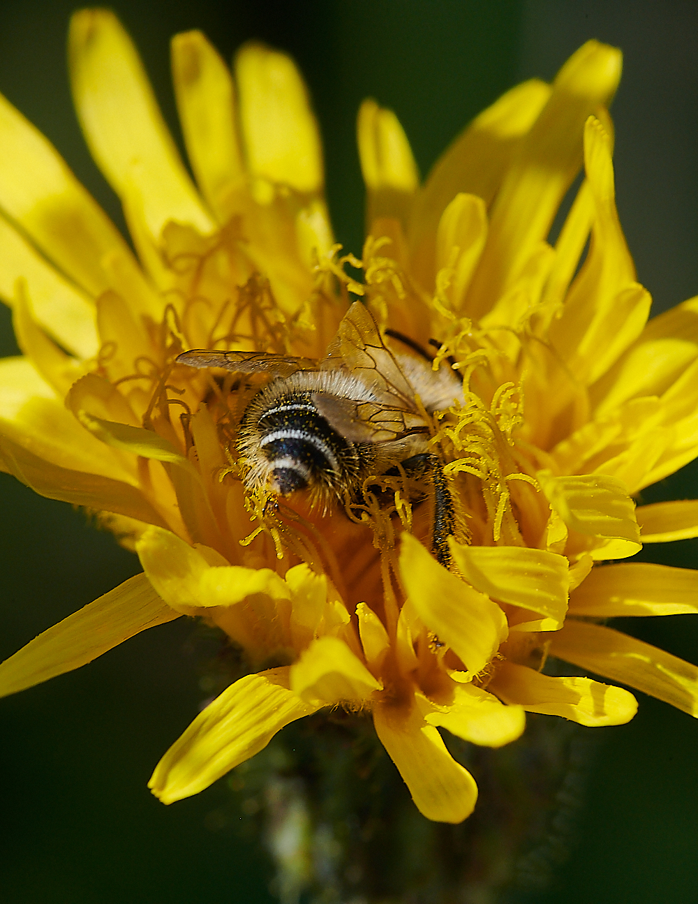 WeybournePantaloonBee010821-2