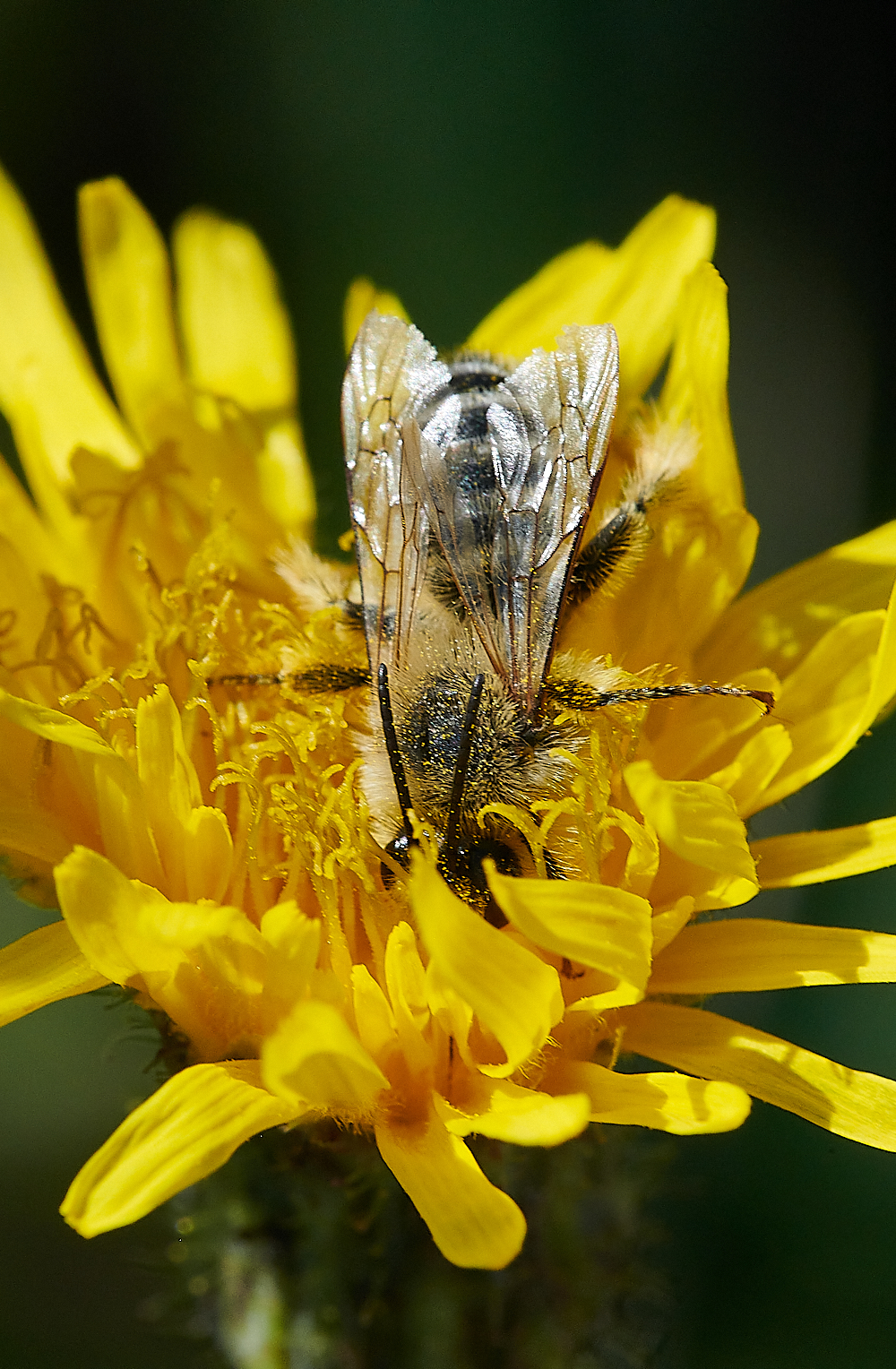 WeybournePantaloonBee010821-6