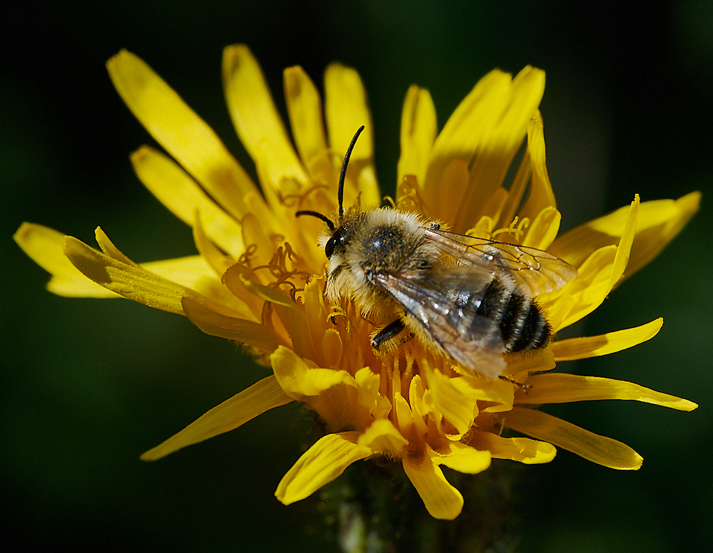 WeybournePantaloonBee010821-7