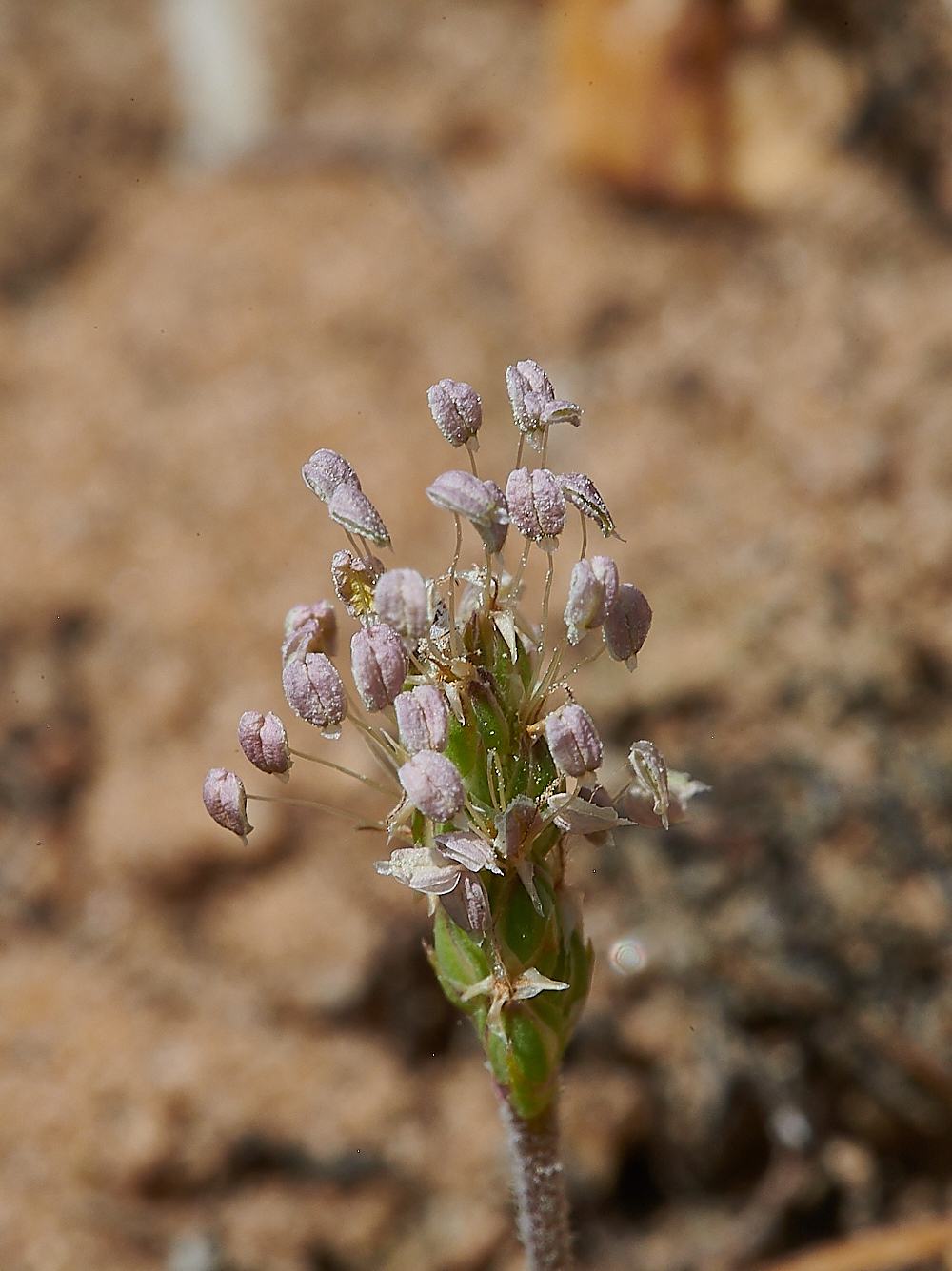 WeybournePlantain210721-1