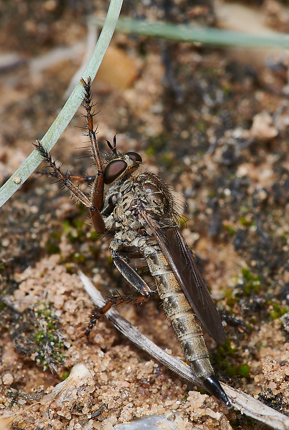 WeybourneRobberFly310721-1