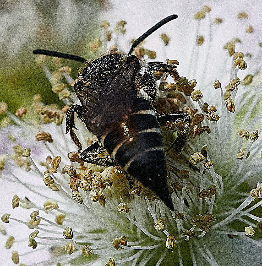 WeybourneSharptail270821-1 1