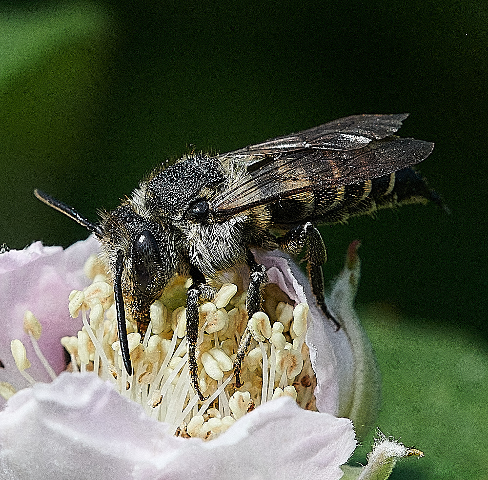 WeybourneSharptail270821-3 1