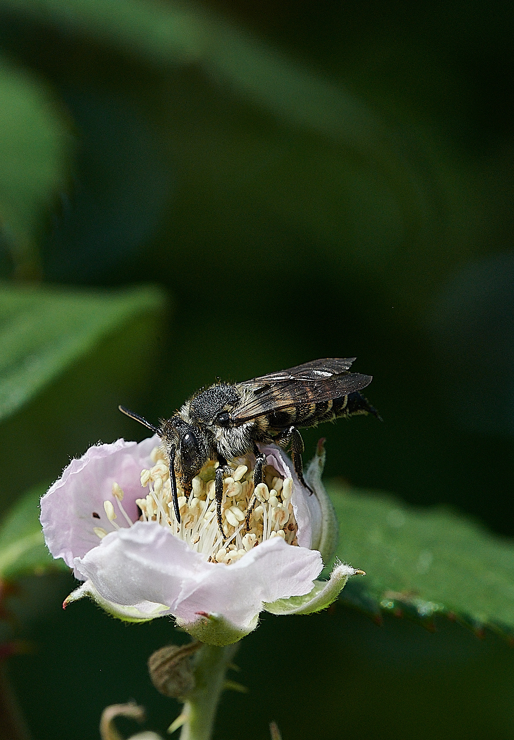 WeybourneSharptail270821-3