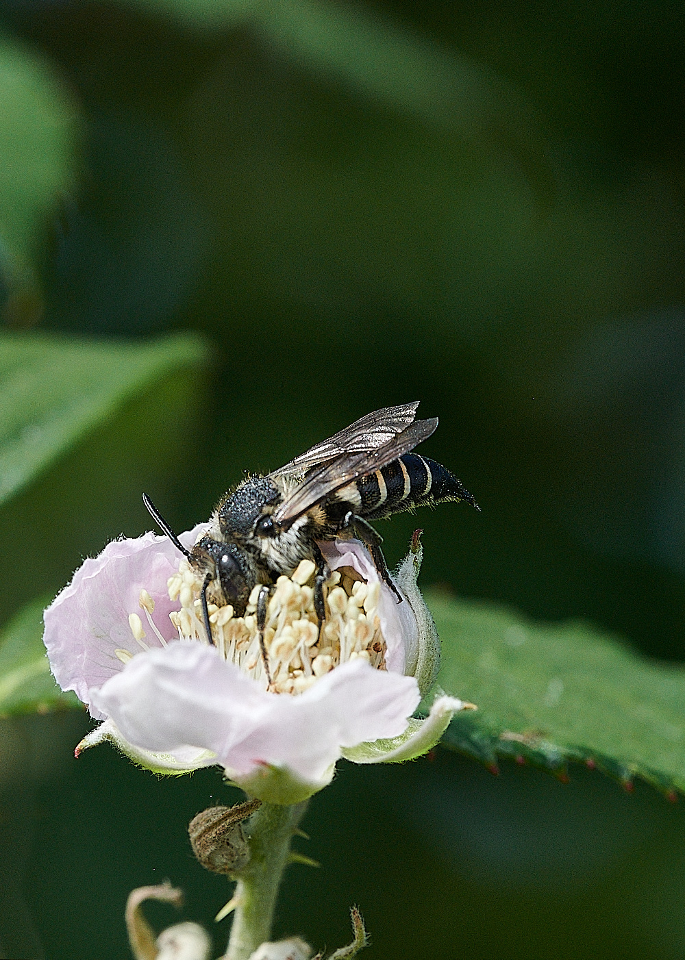 WeybourneSharptail270821-4