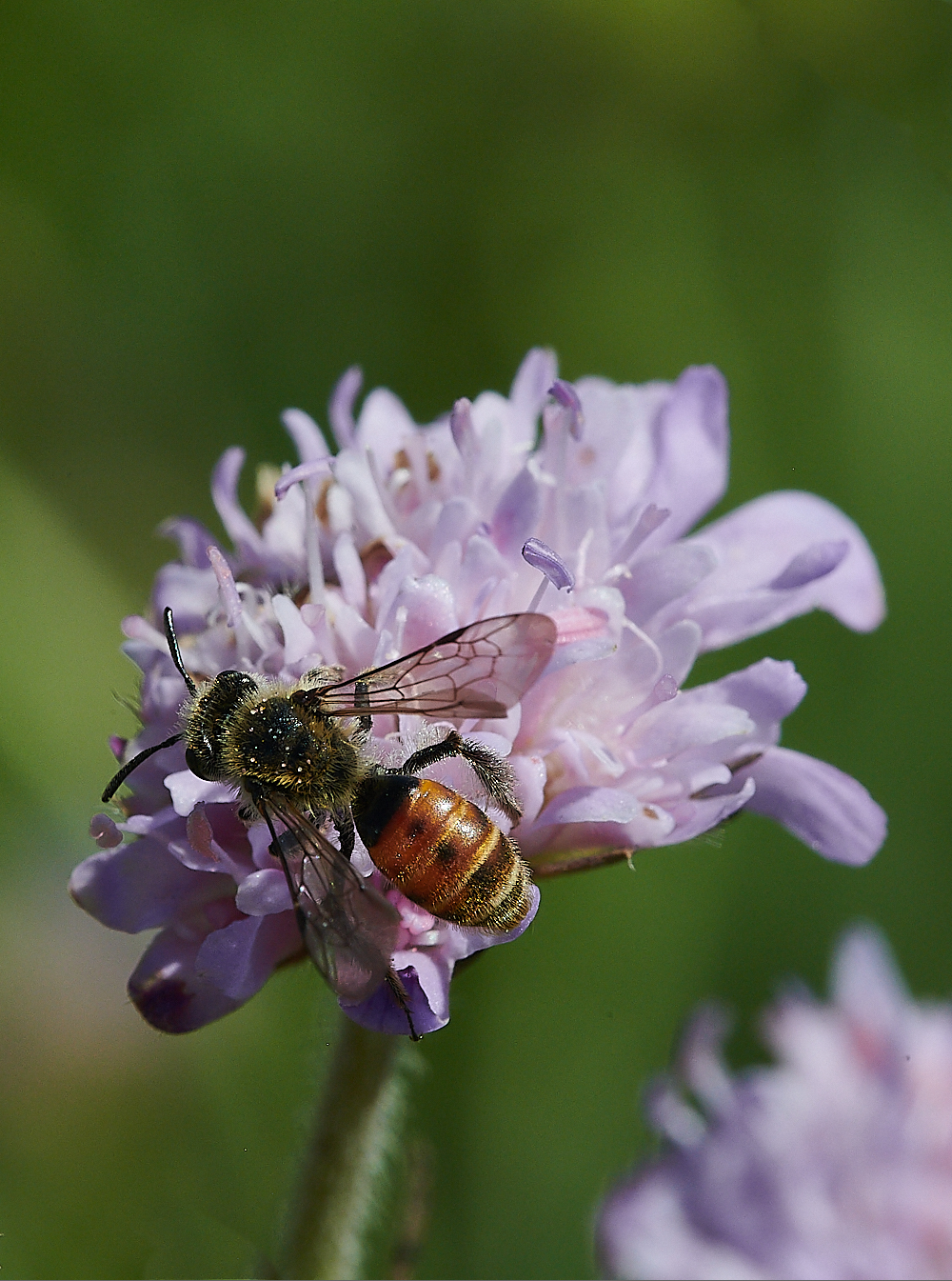 WeybourneSmallScaboiusBee010821-1