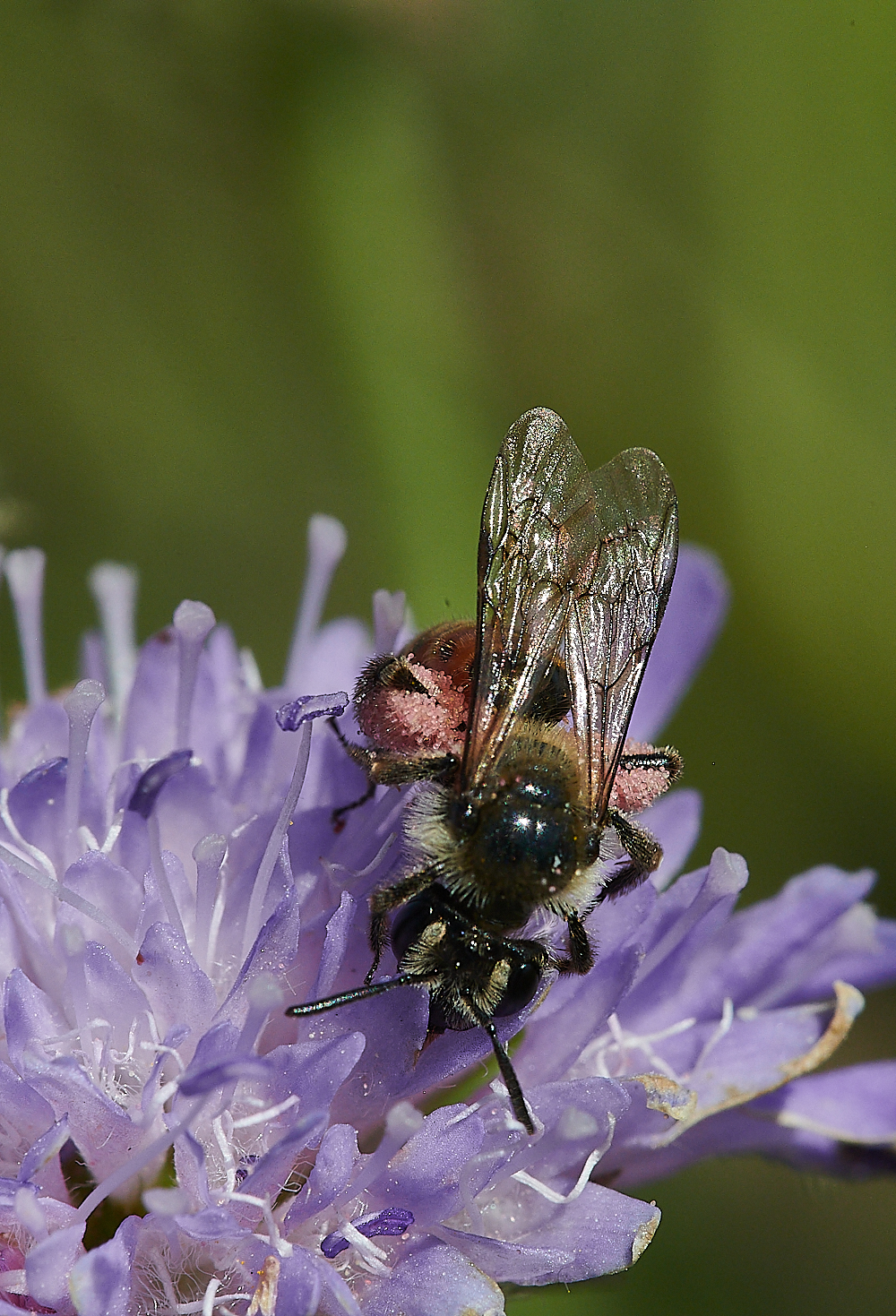 WeybourneSmallScaboiusBee010821-13