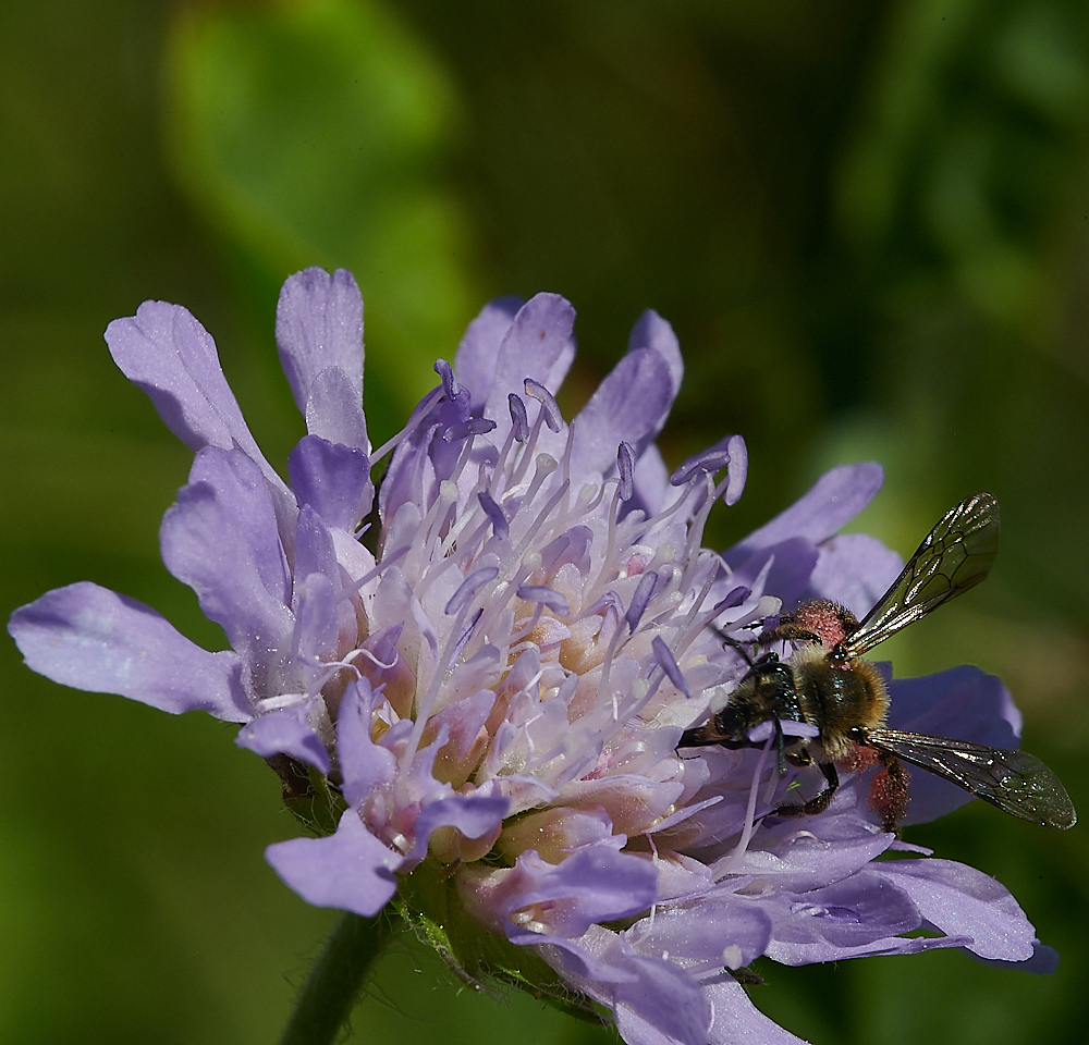 WeybourneSmallScaboiusBee010821-14