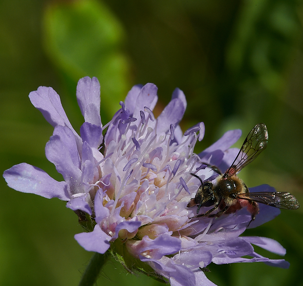 WeybourneSmallScaboiusBee010821-15