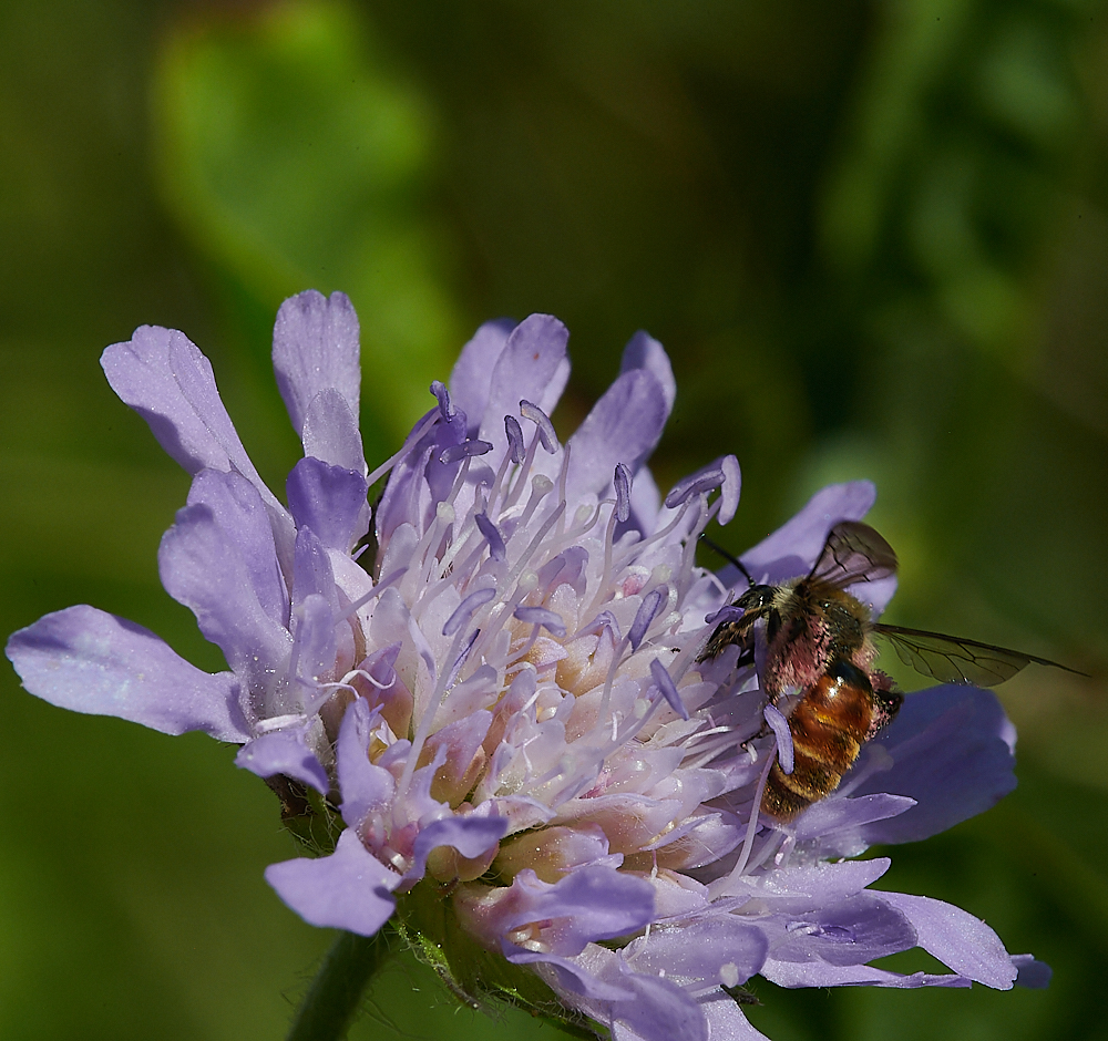 WeybourneSmallScaboiusBee010821-16