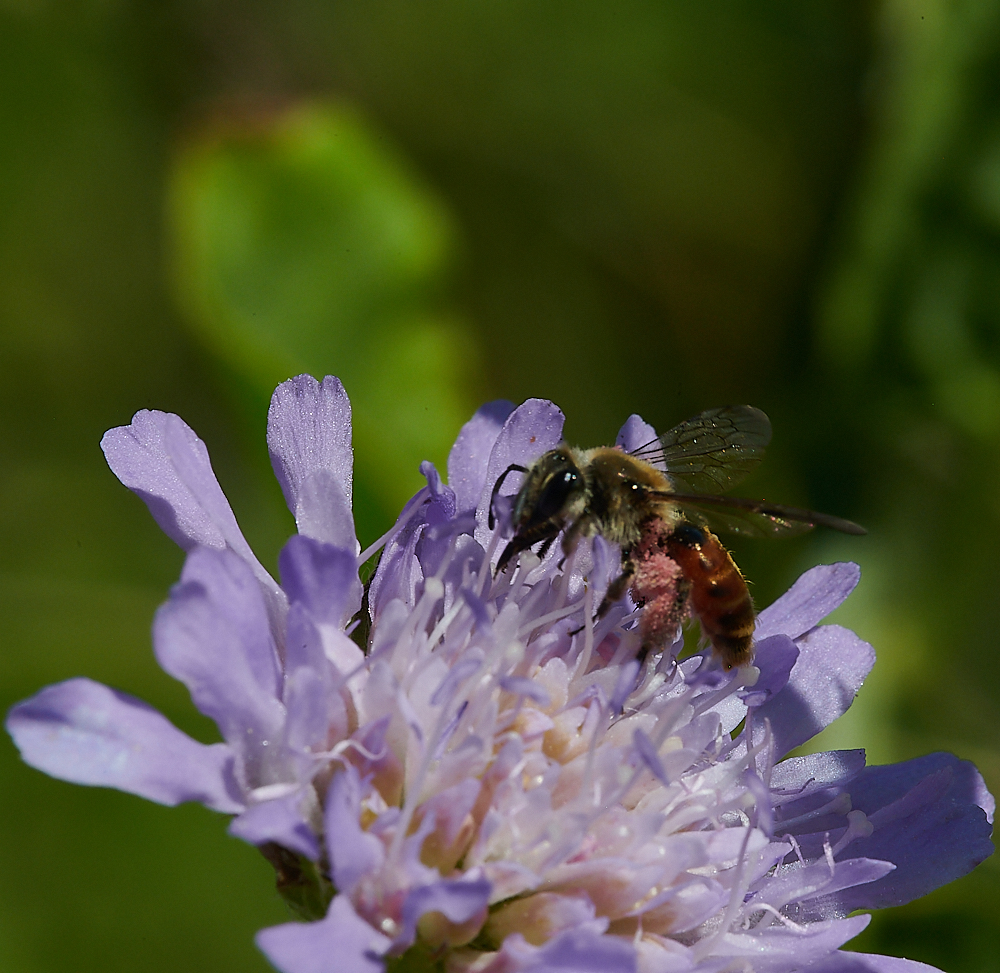 WeybourneSmallScaboiusBee010821-17