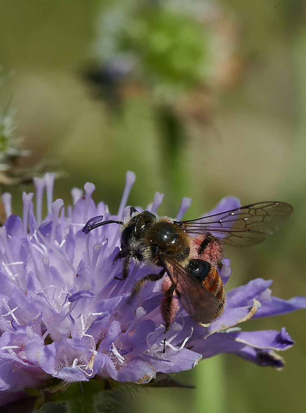 WeybourneSmallScaboiusBee010821-18 1