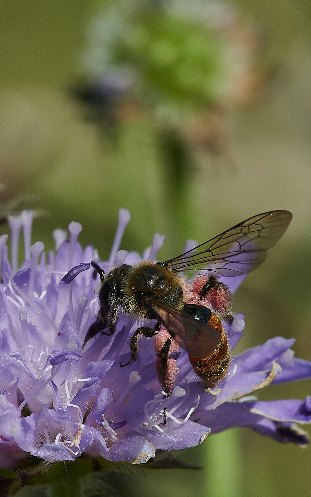 WeybourneSmallScaboiusBee010821-19 2