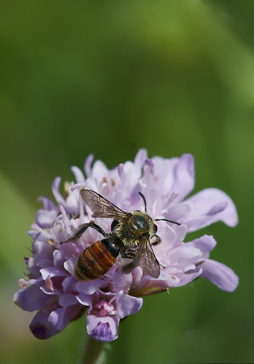 WeybourneSmallScaboiusBee010821-2 1