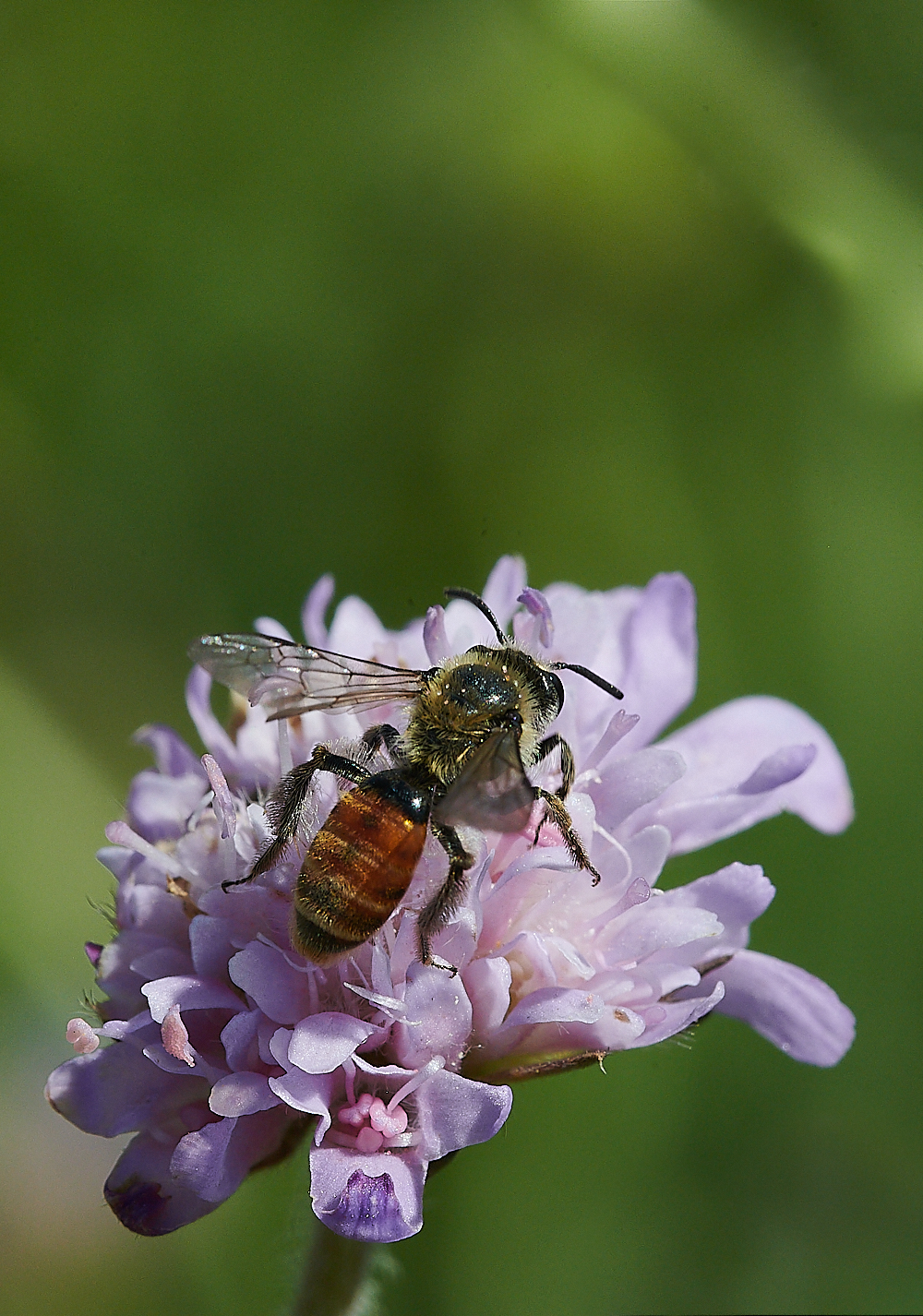 WeybourneSmallScaboiusBee010821-3