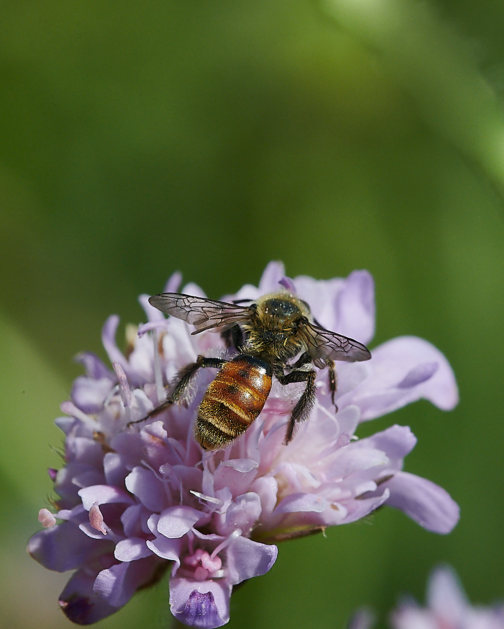 WeybourneSmallScaboiusBee010821-4 1