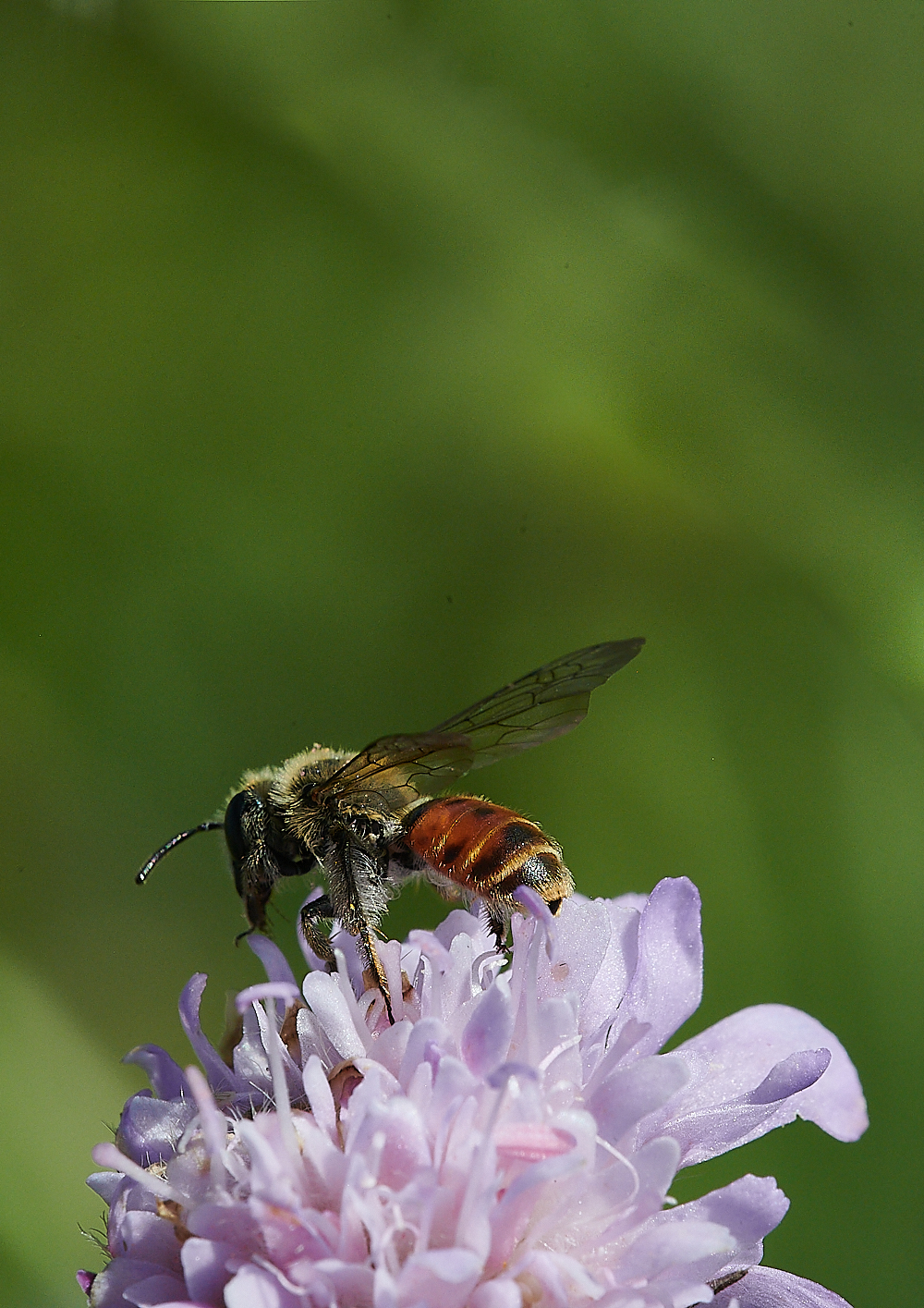 WeybourneSmallScaboiusBee010821-5