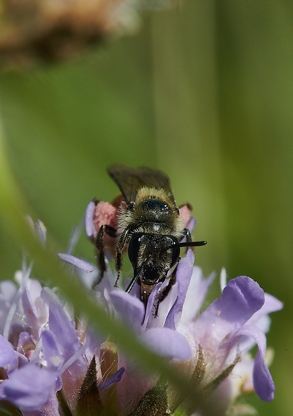 WeybourneSmallScaboiusBee010821-7