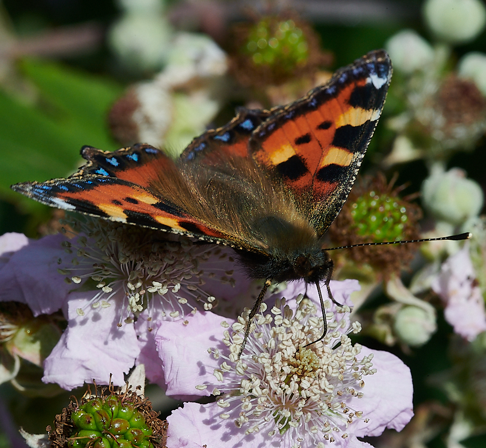 WeybourneSmallTortoiseshell280721-1