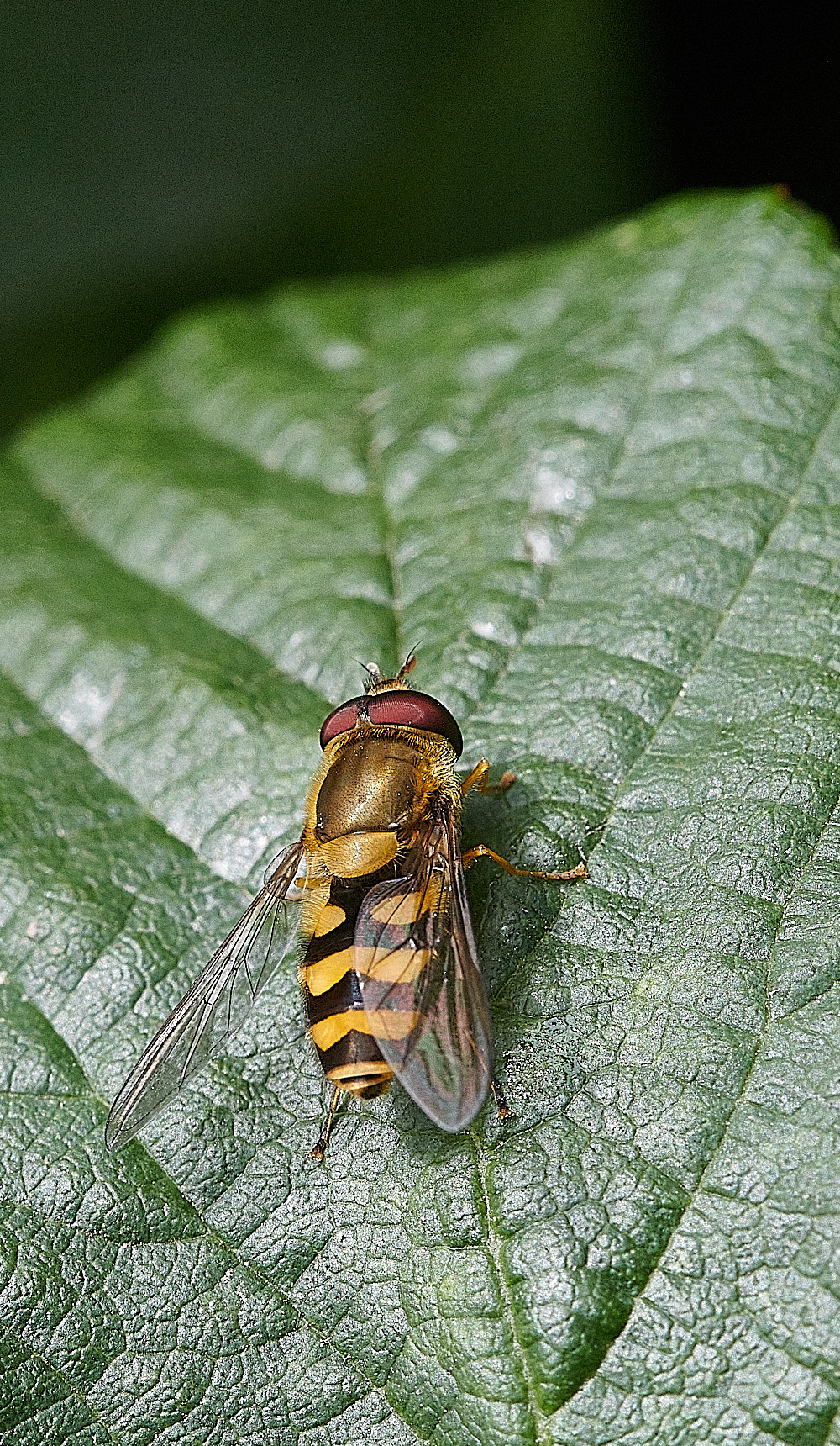 WeybourneSyrphus270821-1