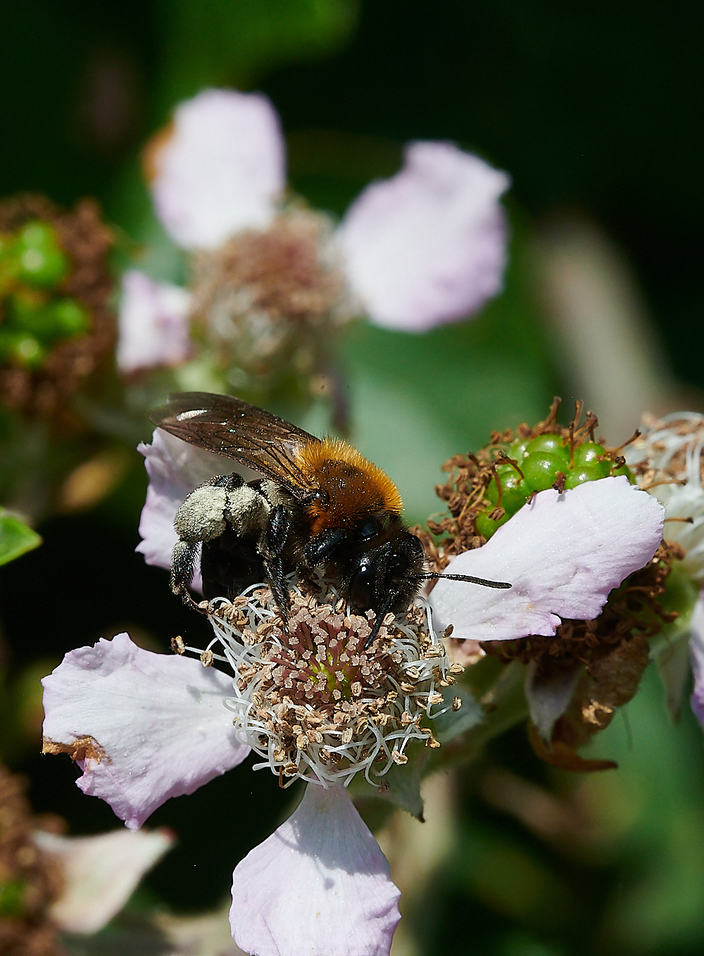 Weybournethoracica210721-1