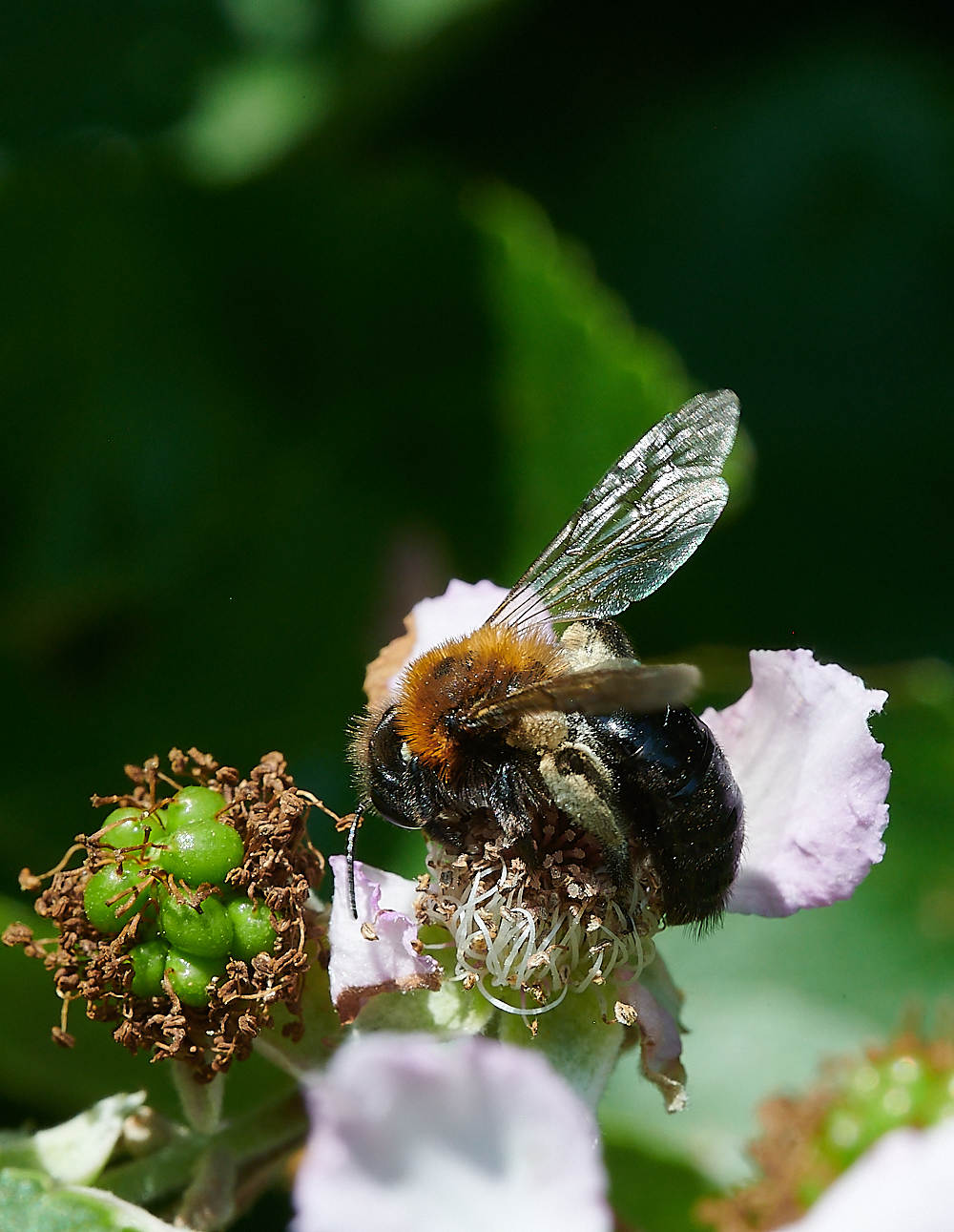 Weybournethoracica210721-4