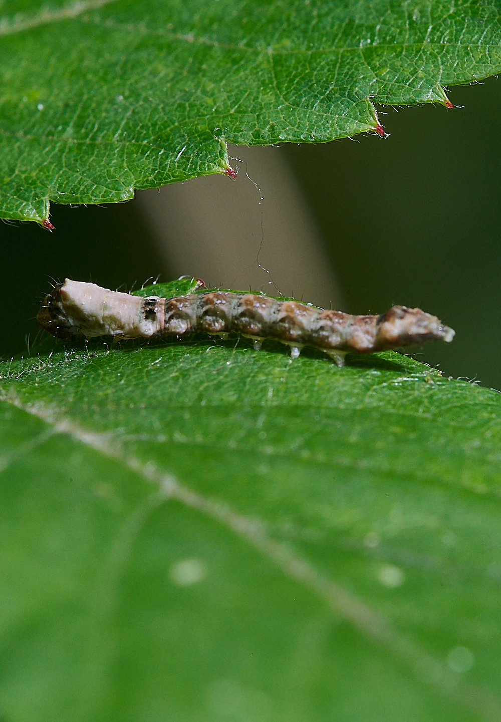 WheatfenCaterpillar080821-1