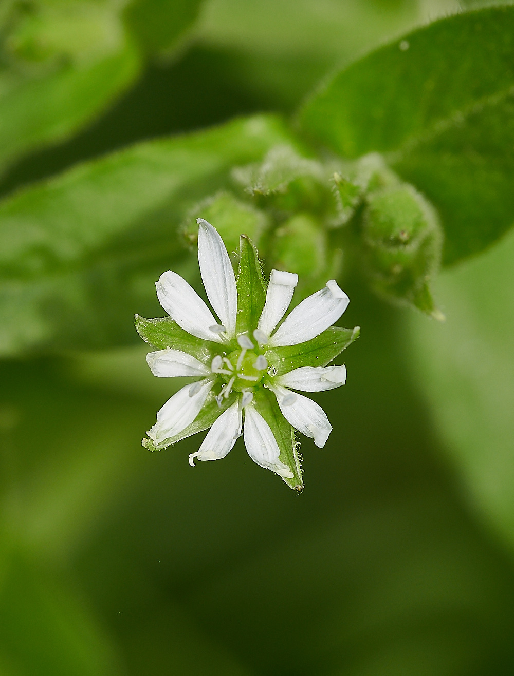 WheatfenChickweed080821-1