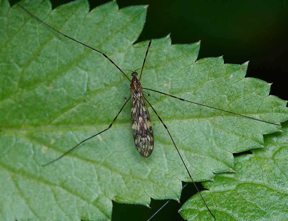 WheatfenCranefly080821-1