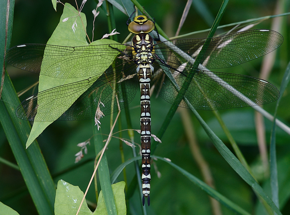 WheatfenHawker080821-1