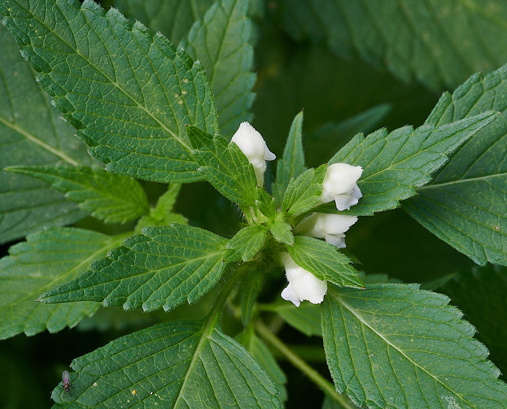 WheatfenHempNettle080821-1