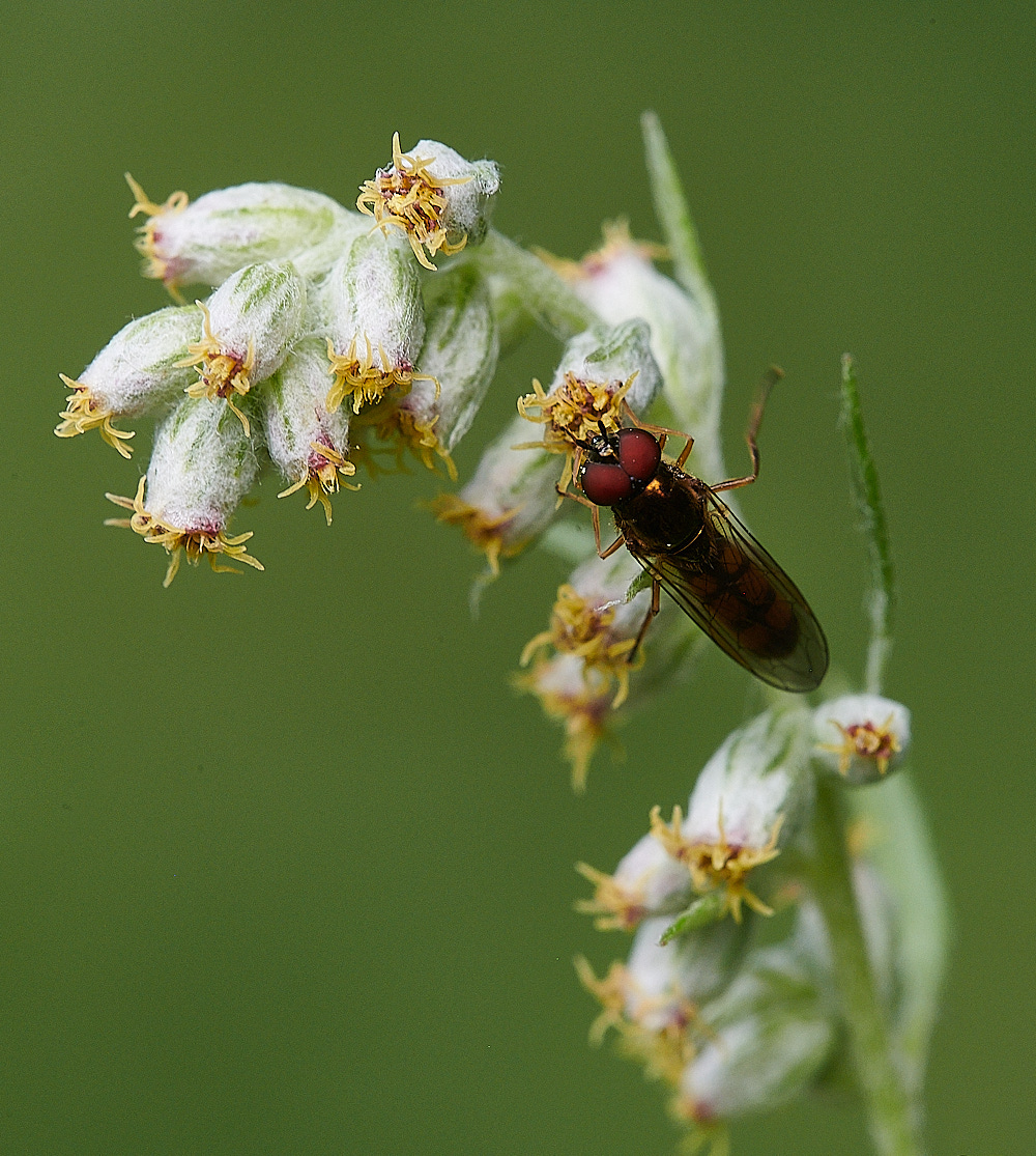 WheatfenHover080821-1