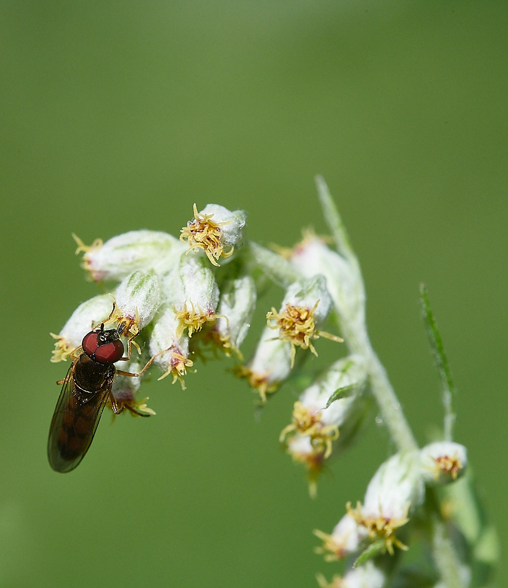 WheatfenHover080821-2