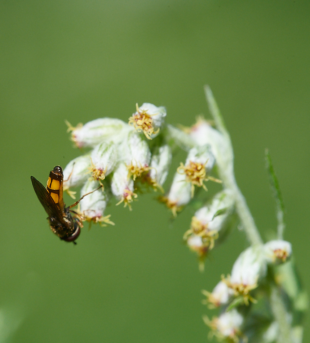 WheatfenHover080821-4