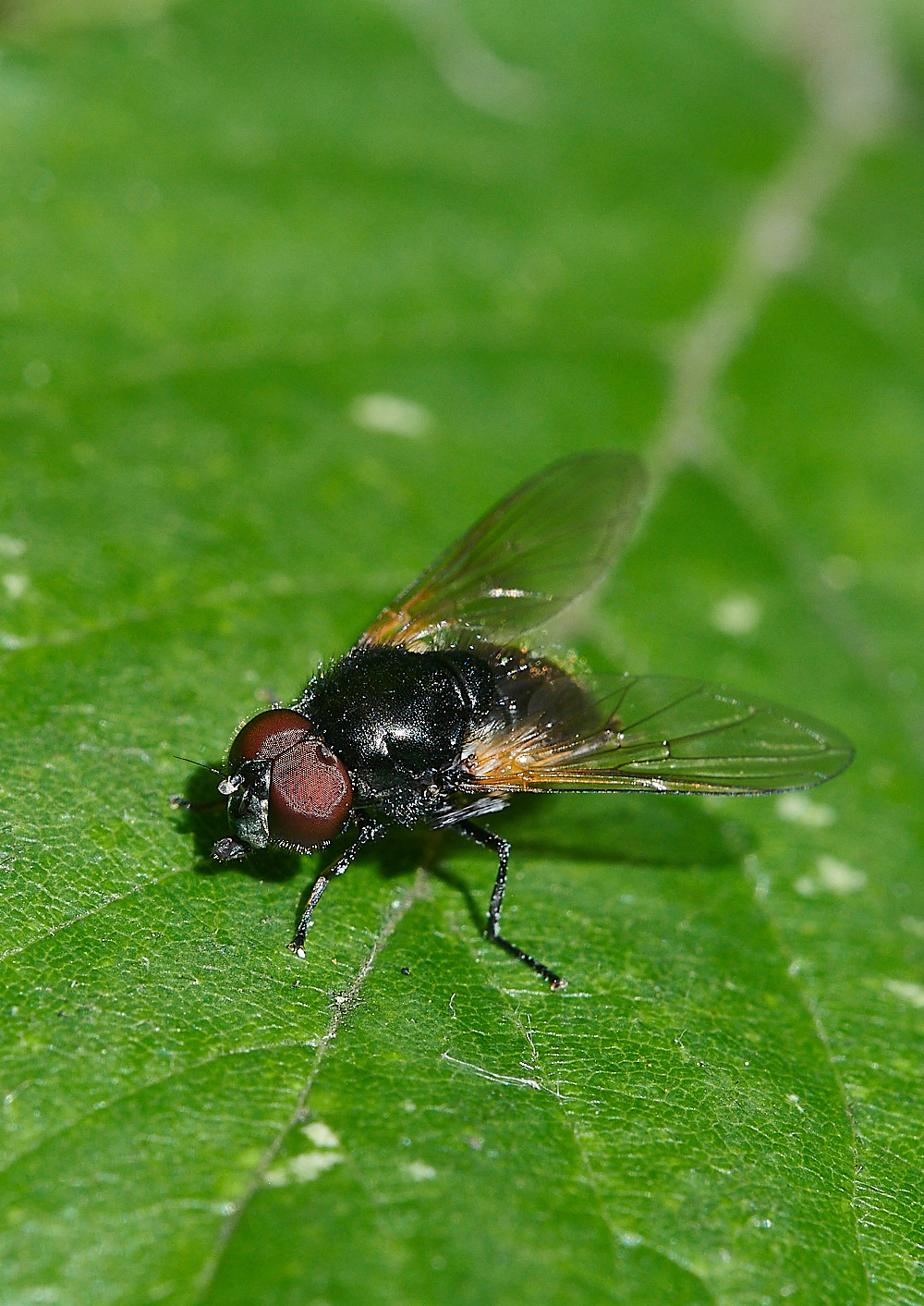 WheatfenHover2080821-1