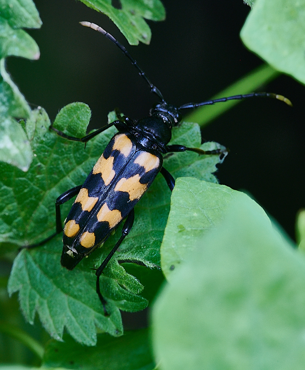 WheatfenLonghorn080821-1