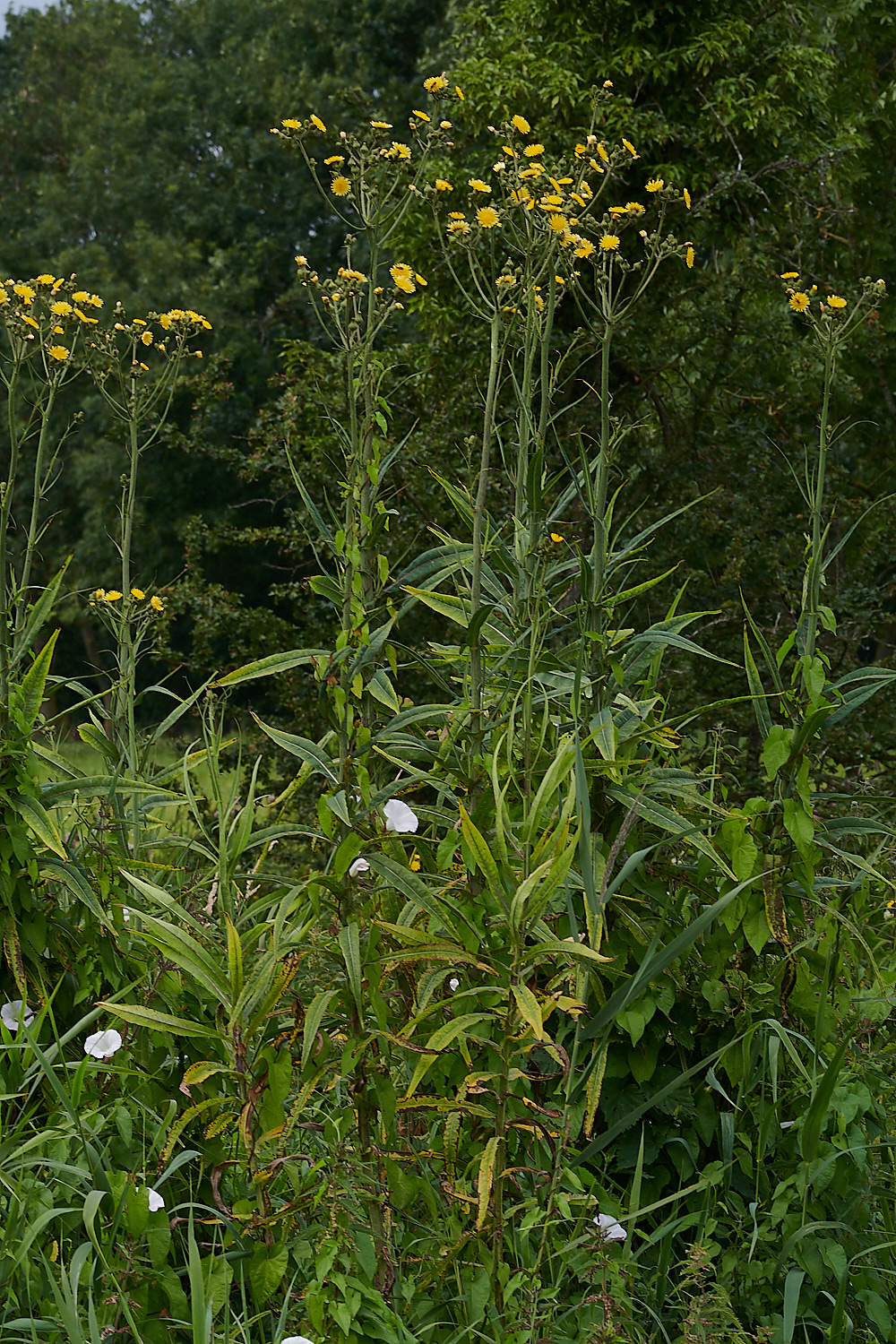 WheatfenMarshSowthistle080821-1