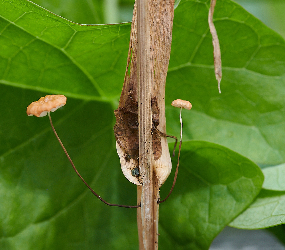 WheatfenReedFungus080821-1