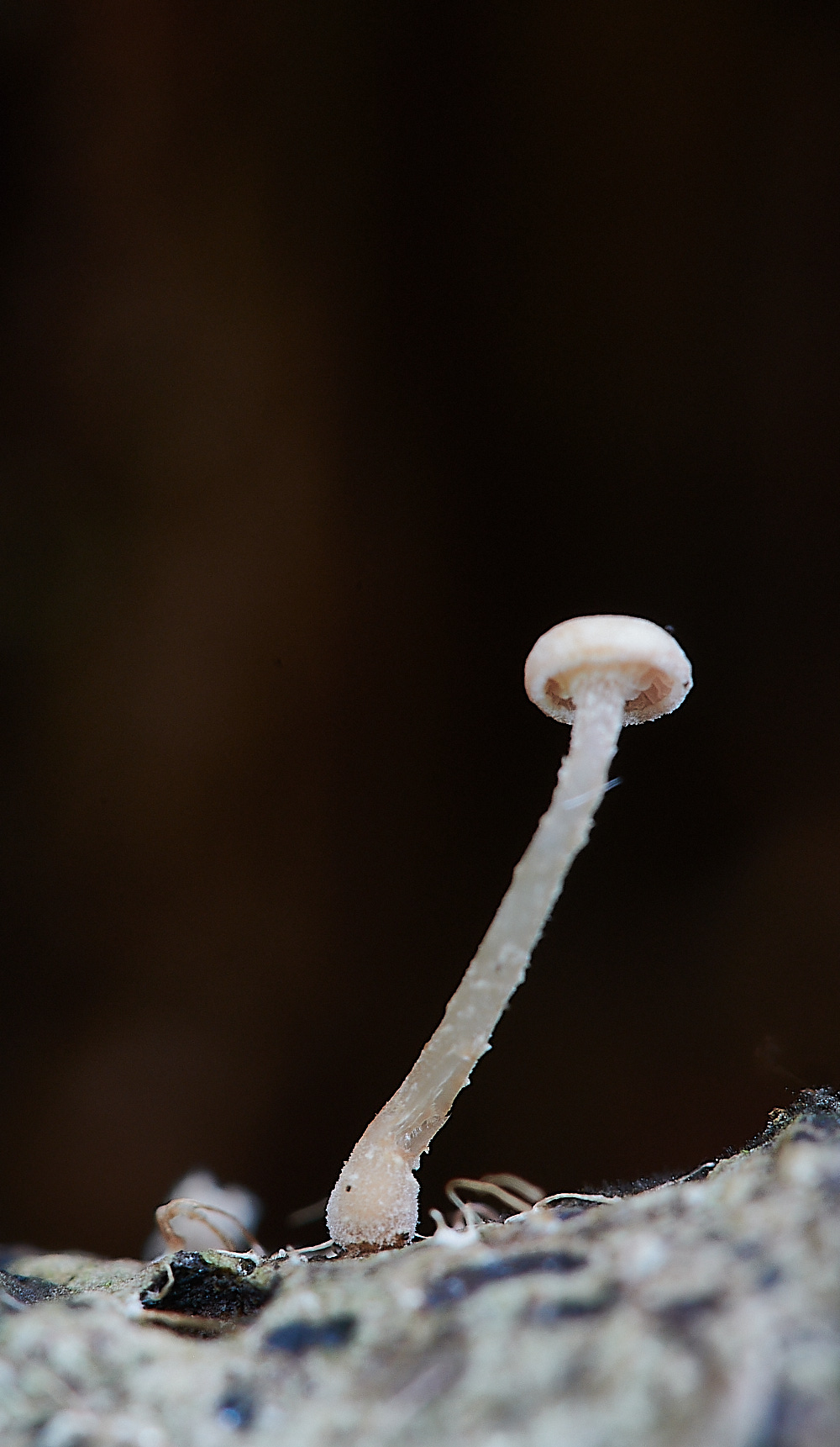 WheatfenShroom080821-1