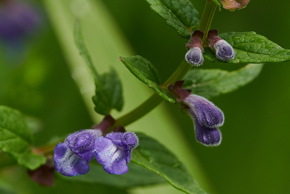 WheatfenSkullcap080821-1