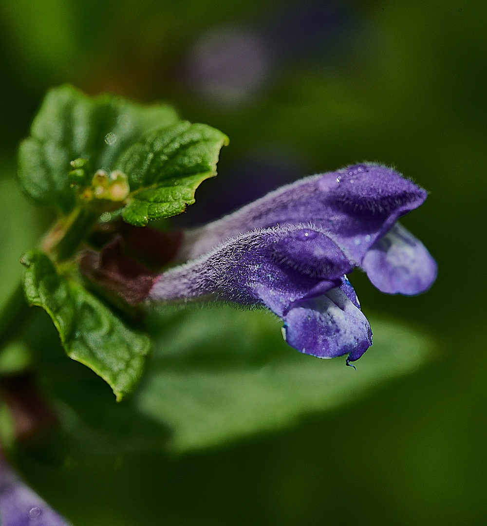 WheatfenSkullcap080821-2