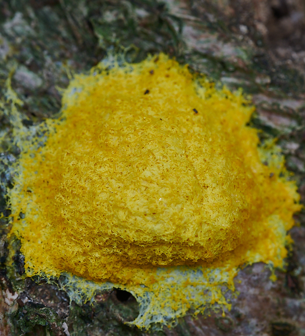 WheatfenSlimemold080821-1